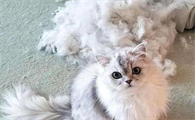 猫咪为什么很掉毛呢怎么回事