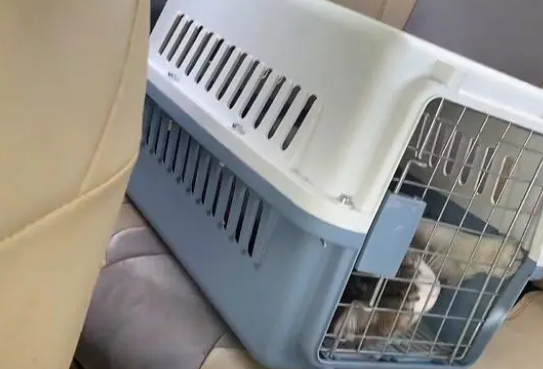 身上多处疑似割伤，它依然亲人，随着一次救助，它的命运随之改变