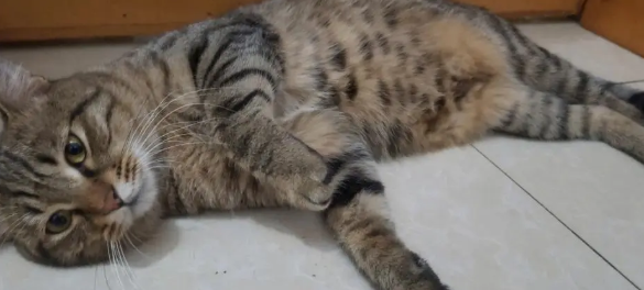 狸花猫怎么样好养吗