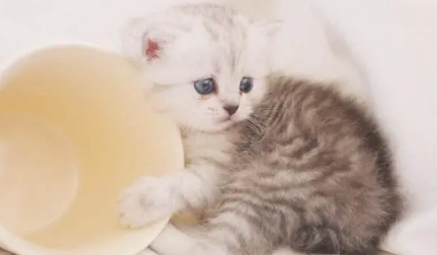茶杯猫为什么那么粘人
