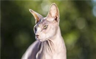 脸上长了猫癣怎么办用什么药