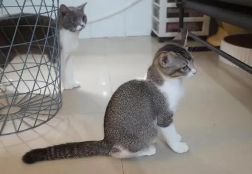 折尾猫有什么缺点