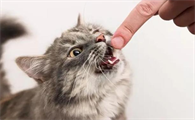 猫为什么要咬我呢
