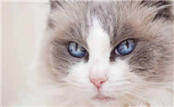 猫咪为什么喜欢看人泡脚呢