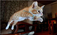猫落地很笨重是为什么呢