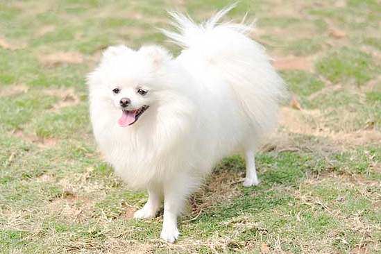 博美犬的寿命有多长 博美犬的寿命有多长