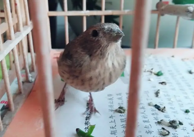 麻料鸟饲养和日常管理技巧，一起来看看
