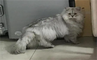 为什么猫咪最近掉毛厉害怎么回事
