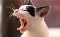 猫咪为什么会在凌晨叫呢