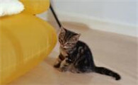 小猫拉肚子吃什么药管用
