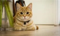 猫咪不吃饭怎么办才好