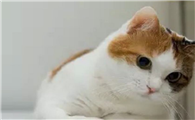 猫咪为什么要带孩子回家呢