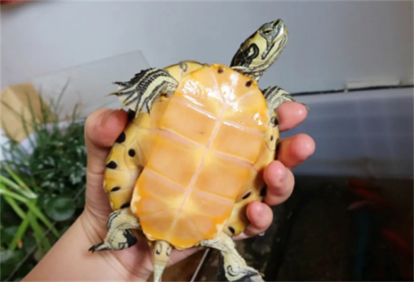 黄耳龟是什么龟,容易产生什么病? 黄耳龟是什么龟,容易产生什么病?