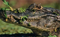 亚马逊顶级掠食者之一凯门鳄，也是亚马逊河最怂的掠食者