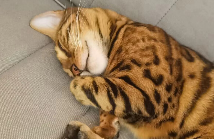 虎皮猫是什么品种