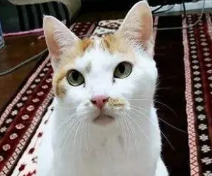 招财猫怎么养？你了解吗？
