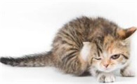 幼猫每天吃多少克猫粮