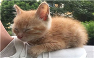 猫咪必须睡枕头吗？