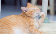 家里猫的品种有哪些