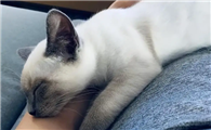 猫咪为什么习惯靠着主人睡啊