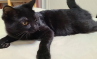 猫咪为什么不能吃生肉片呢