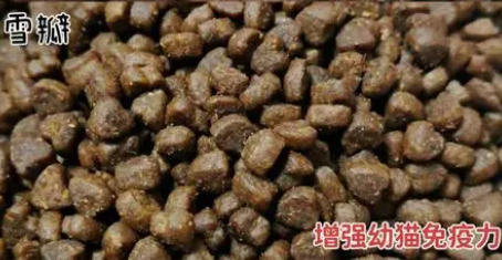 猫粮怎么选？闭眼入的六款放心国产猫粮！