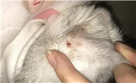 猫为什么会长螨虫呢