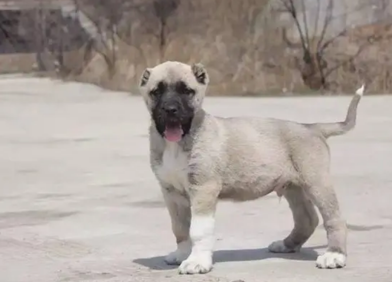 坎高犬是哪个国家品种