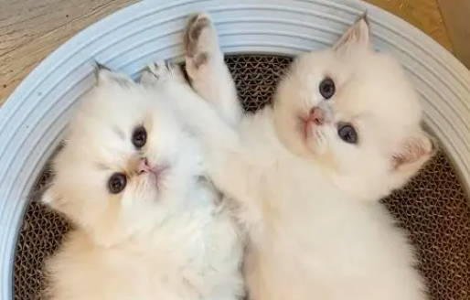 金点猫市场价值钱吗