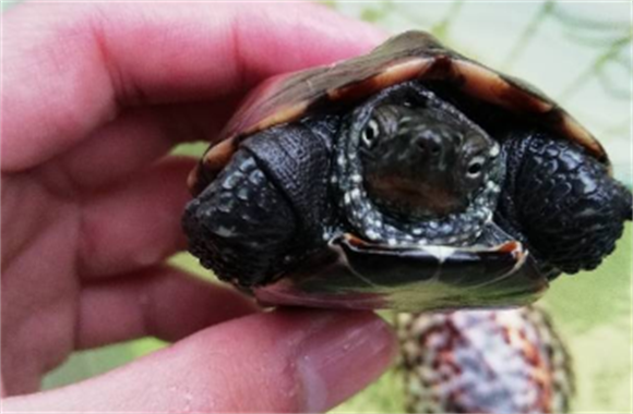 花草杂龟和草龟有什么不同，获取花草杂龟的途径有哪些？
