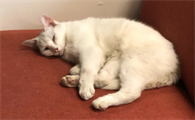 猫咪睡觉眉毛抖动是为什么啊