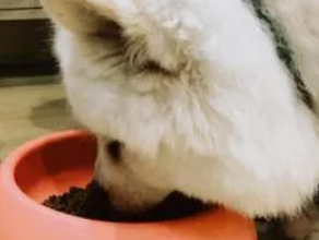 萨摩耶多久能吃成犬粮啊