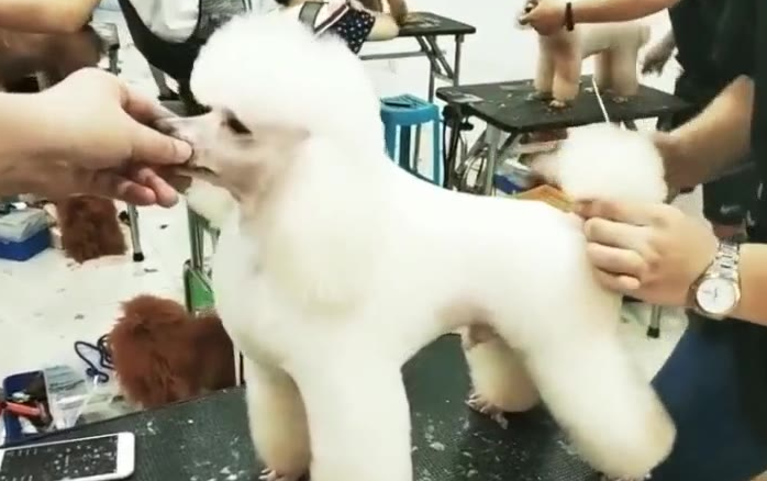 怎么样帮贵宾剪毛呢