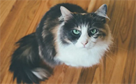 猫咪为什么会被打扰