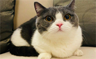 猫咪为什么睡在我肚子上