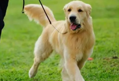 怎么样训练金毛幼犬呢