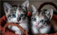 小猫鼻子上有黑色结痂怎么办？