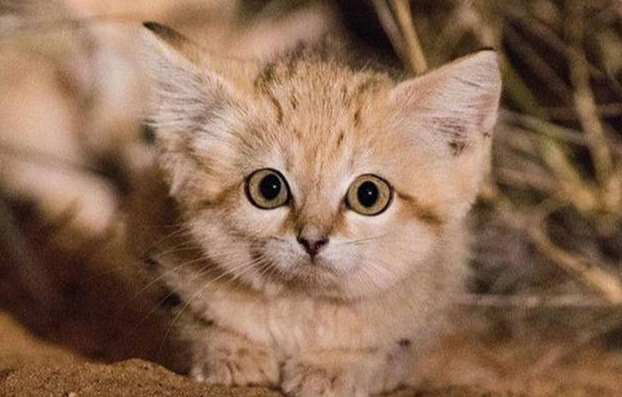 沙丘猫为什么喜欢人