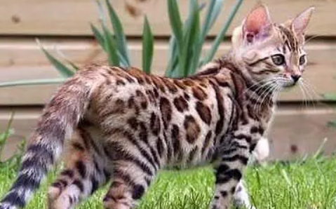 一文讲解加州闪亮猫的特点！