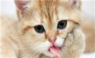 猫咪为什么叫声不停的呢
