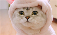 猫咪咳嗽该怎么办
