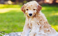 夏天狗狗多久洗澡一次比较好