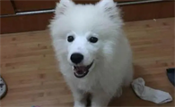 萨摩耶猴脸期会持续多长时间啊