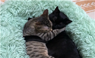 猫咪为什么非要抱着睡呢