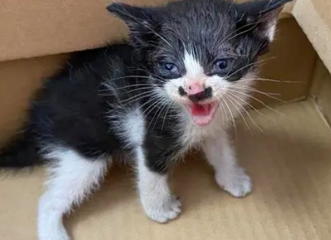 盖雪猫怎么养？不妨来看看吧