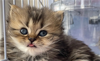 猫咪的胡须可以剪掉吗