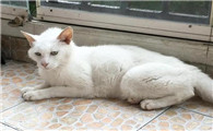 猫离世怎么走出啊