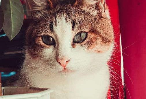 三色猫是招财猫吗有什么寓意