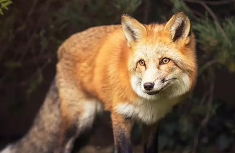 赤狐-077介绍？