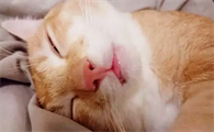 为什么猫咪睡觉鼾声很大呢